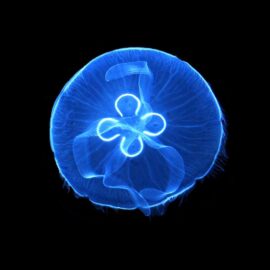 la-medusa-mas-bonita-del-mundo
