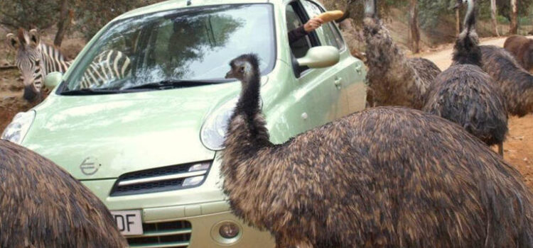 El castillo de las guardas: un paraíso para los animales