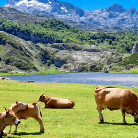 donde-ver-vacas-en-asturias