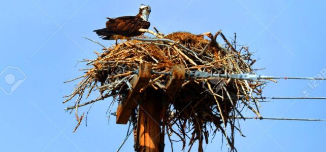 El águila está en el nido: observando su entorno