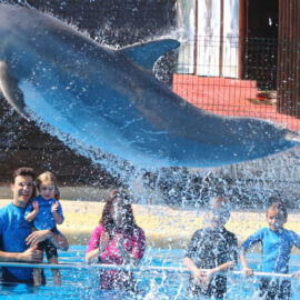 Nadar con delfines en Málaga: precio, experiencia única en el mar