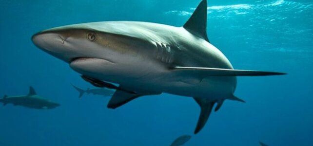 Por qué los tiburones no pueden dejar de nadar