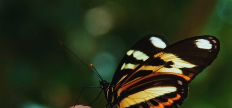 Que se te pose una mariposa: el encanto de la naturaleza