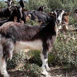 Venta de cabras en Ávila: Conoce la oportunidad que buscas