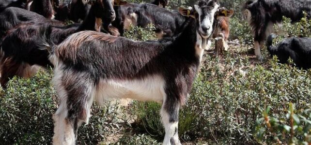 Venta de cabras en Ávila: Conoce la oportunidad que buscas