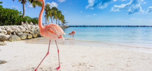 Llega el verano al Caribe: playas, sol y diversión Llega el verano al Caribe: playas, sol y diversión