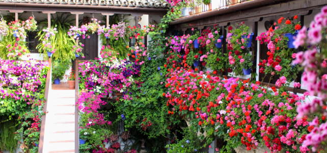 ¡Fotos de los Patios de Córdoba que te inspirarán! ¡Fotos de los Patios de Córdoba que te inspirarán!