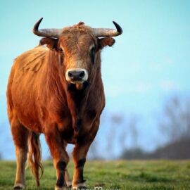 Ganaderías de toros bravos en Cádiz: tradición y espectáculo taurino