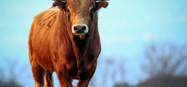 Ganaderías de toros bravos en Cádiz: tradición y espectáculo taurino