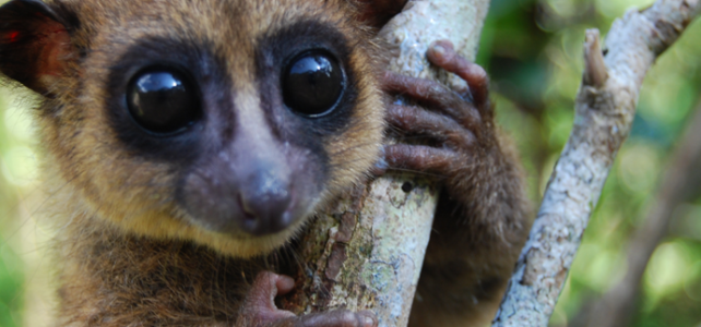 Mono del África del Sureste de Madagascar: Un Fascinante Primate