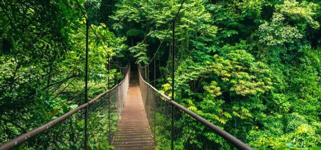 Qué hacer en Monteverde, Costa Rica: actividades imperdibles y aventuras Qué hacer en Monteverde, Costa Rica: actividades imperdibles y aventuras
