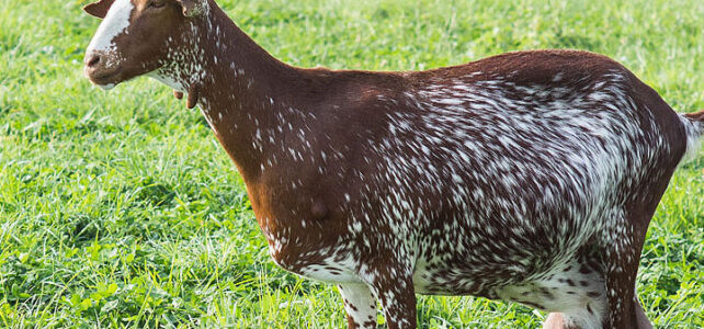 Venta de cabras floridas sevillanas: una oportunidad para emprendedores