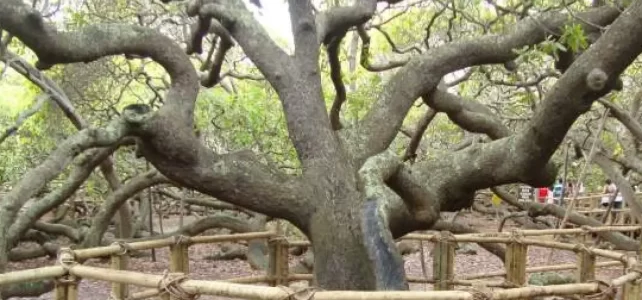 El árbol de anacardo más grande del mundo: una maravilla natural El árbol de anacardo más grande del mundo: una maravilla natural