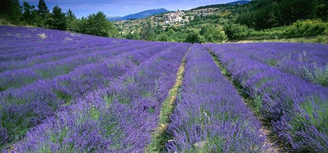 Campós de lavanda en Francia: Fechas y consejos para visitarlos Campós de lavanda en Francia: Fechas y consejos para visitarlos
