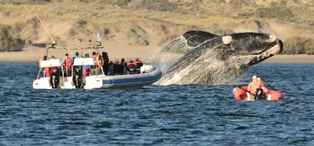 La ciudad de Chubut donde se ven ballenas: Puerto La ciudad de Chubut donde se ven ballenas: Puerto