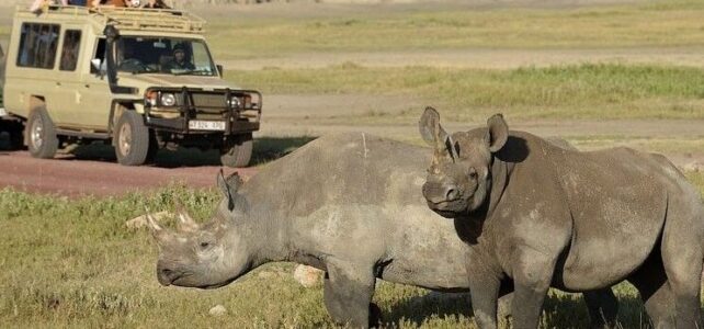 Cuánto cuesta un safari en Kenia: precios y consejos para planificarlo Cuánto cuesta un safari en Kenia: precios y consejos para planificarlo