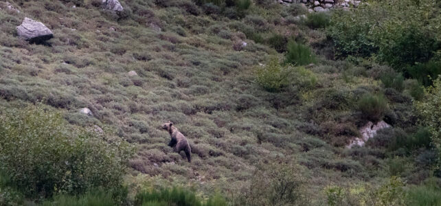 Dónde ver osos en Cangas del Narcea: la experiencia perfecta Dónde ver osos en Cangas del Narcea: la experiencia perfecta