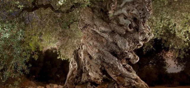 El olivo más antiguo del mundo: un tesoro milenario