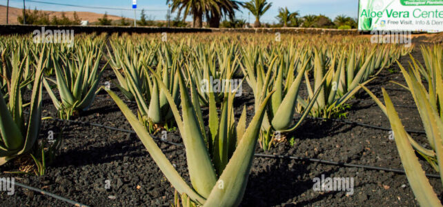 Finca Canarias: Aloe vera en La Oliva, el secreto de belleza
