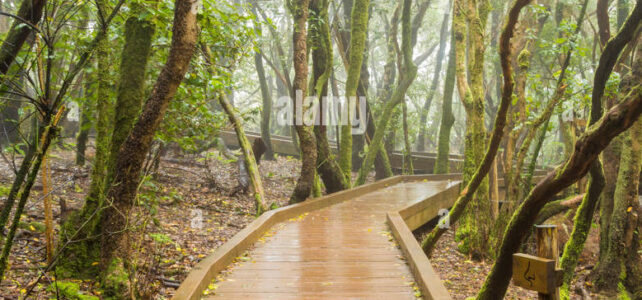 La ruta de los sentidos: Tenerife, un viaje sensorial La ruta de los sentidos: Tenerife, un viaje sensorial