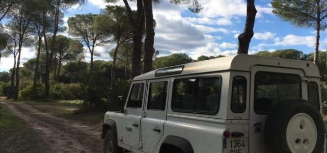 Ruta 4×4 Doñana desde El Rocío: Una Experiencia Inolvidable Ruta 4×4 Doñana desde El Rocío: Una Experiencia Inolvidable